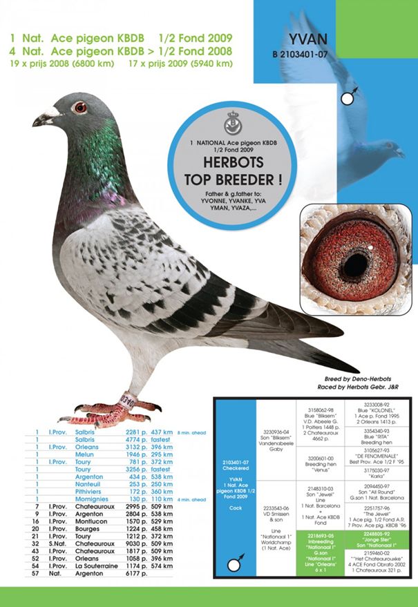 GEBRUEDER HERBOTS - 1. NATIONALE AS-TAUBE KBDB MITTELSTRECKE (JaHRIGE) 7