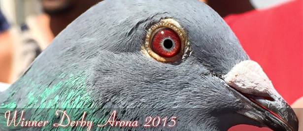 arona winner-2015