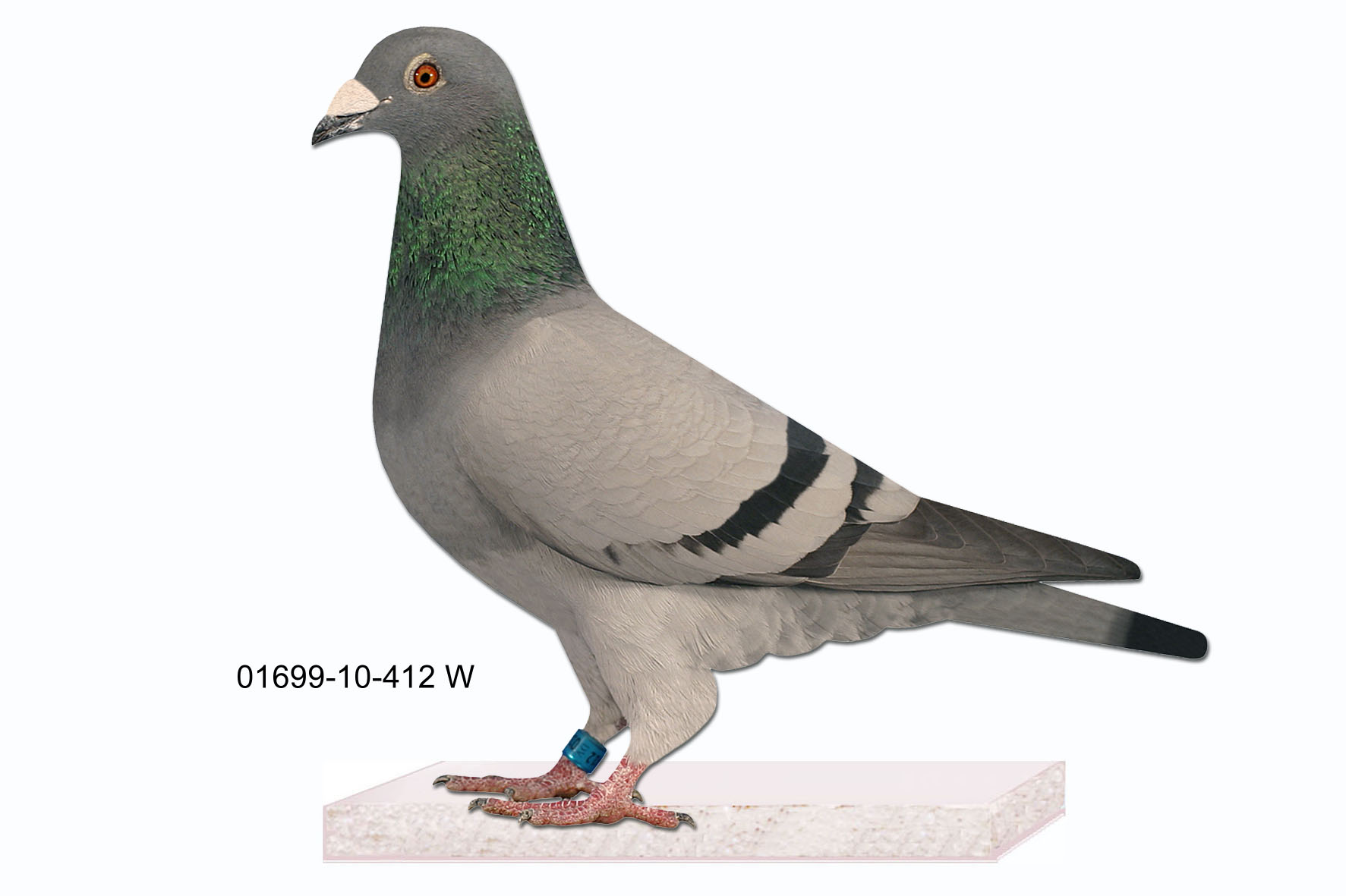 Neuhaus 01699-10-412 W