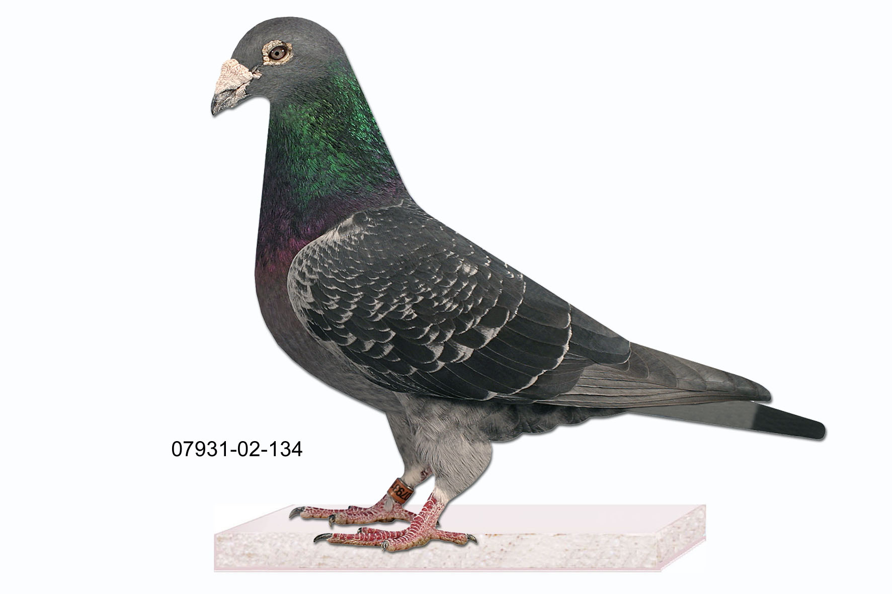 Neuhaus 07931-02-134