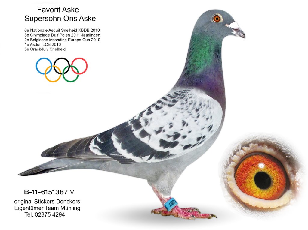 mühling B-11-6151387