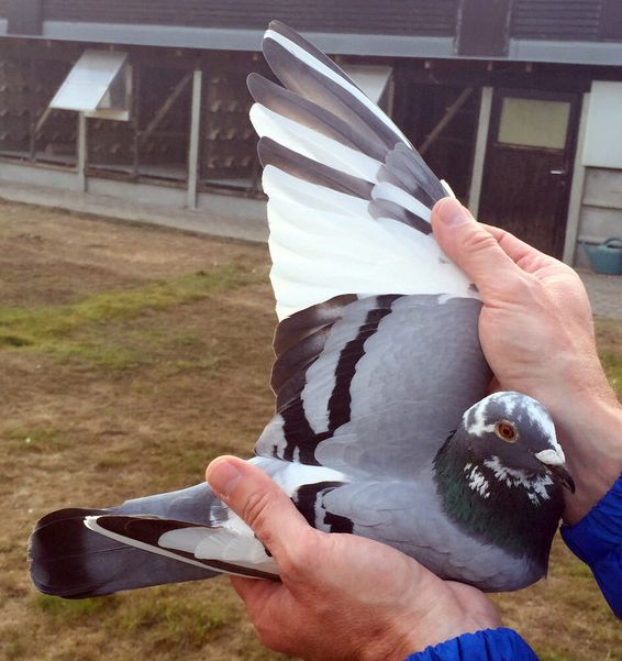 rompaey 2015 nat bourges