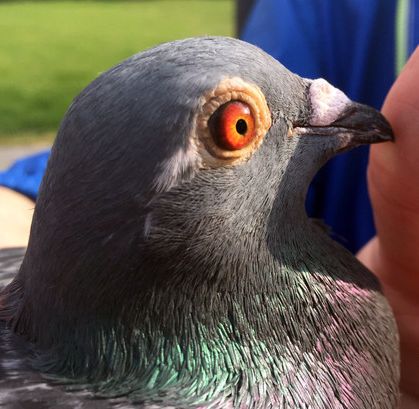 steenbergen 2015 1 nat bourges