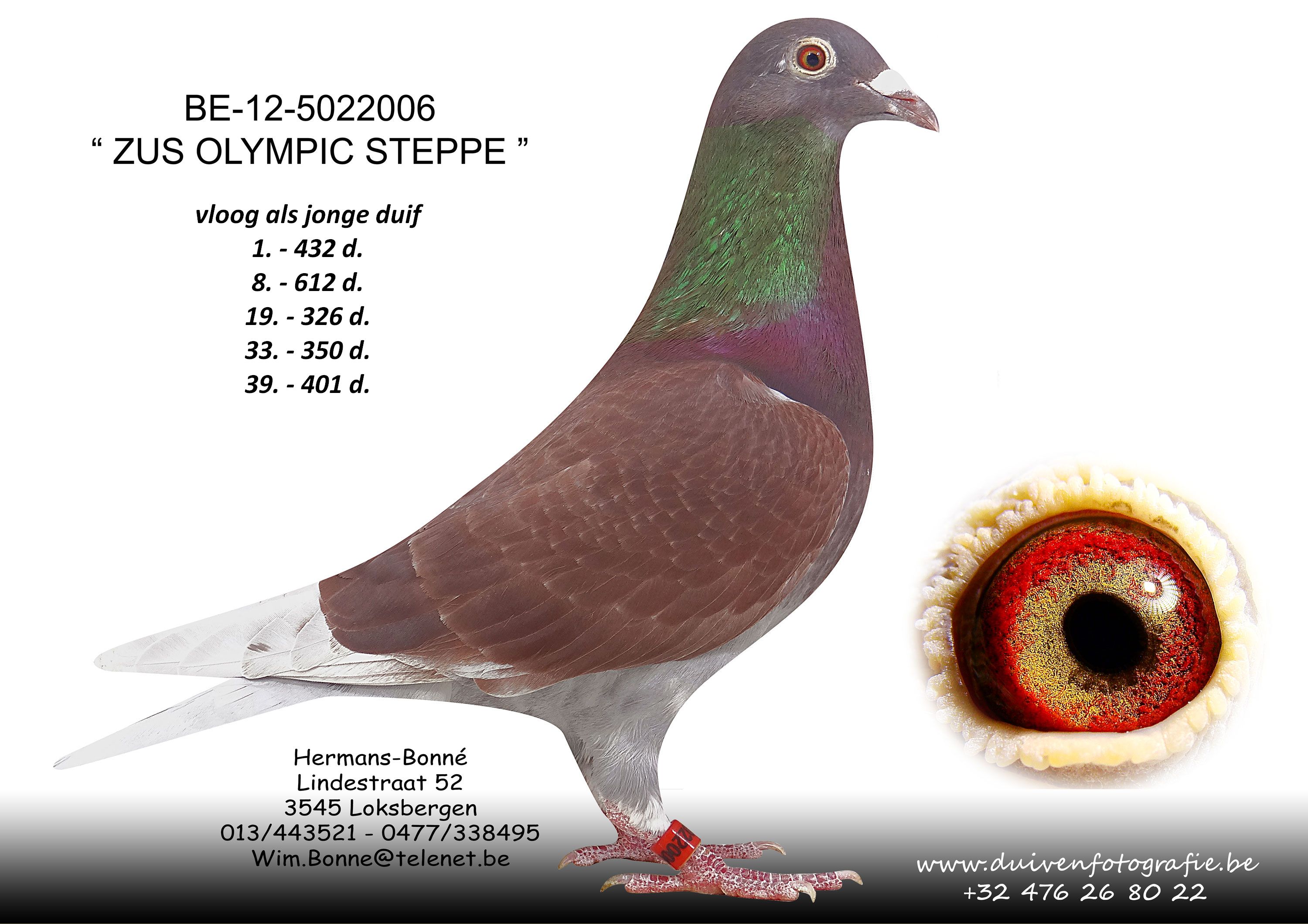 hermans bone BE-12-5022006