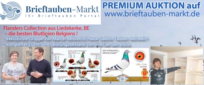 auktion 2015 flanders collection