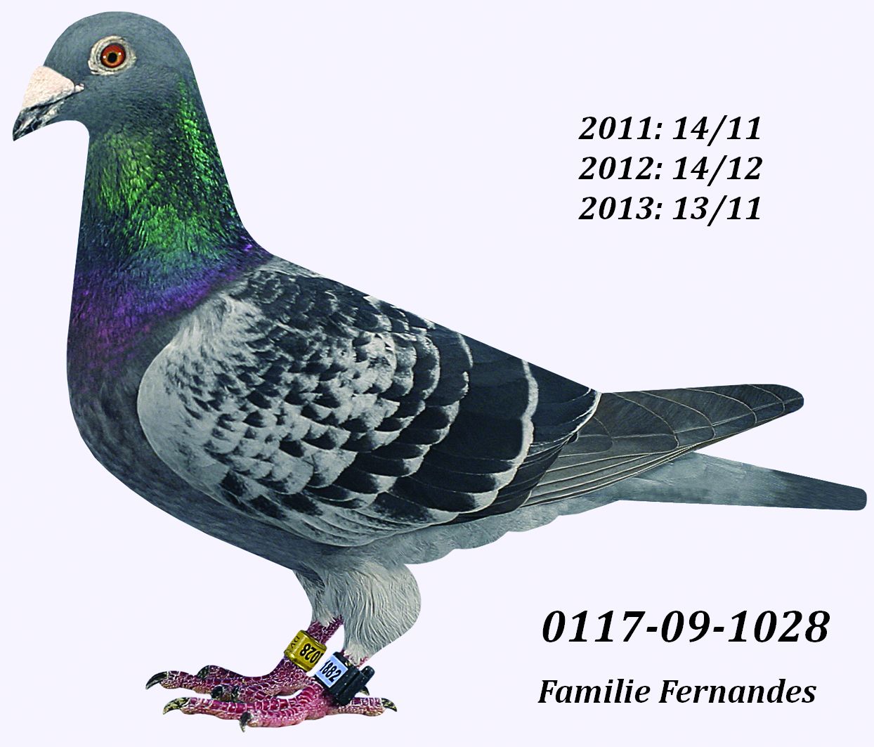 Fernandes 0117-09-1028