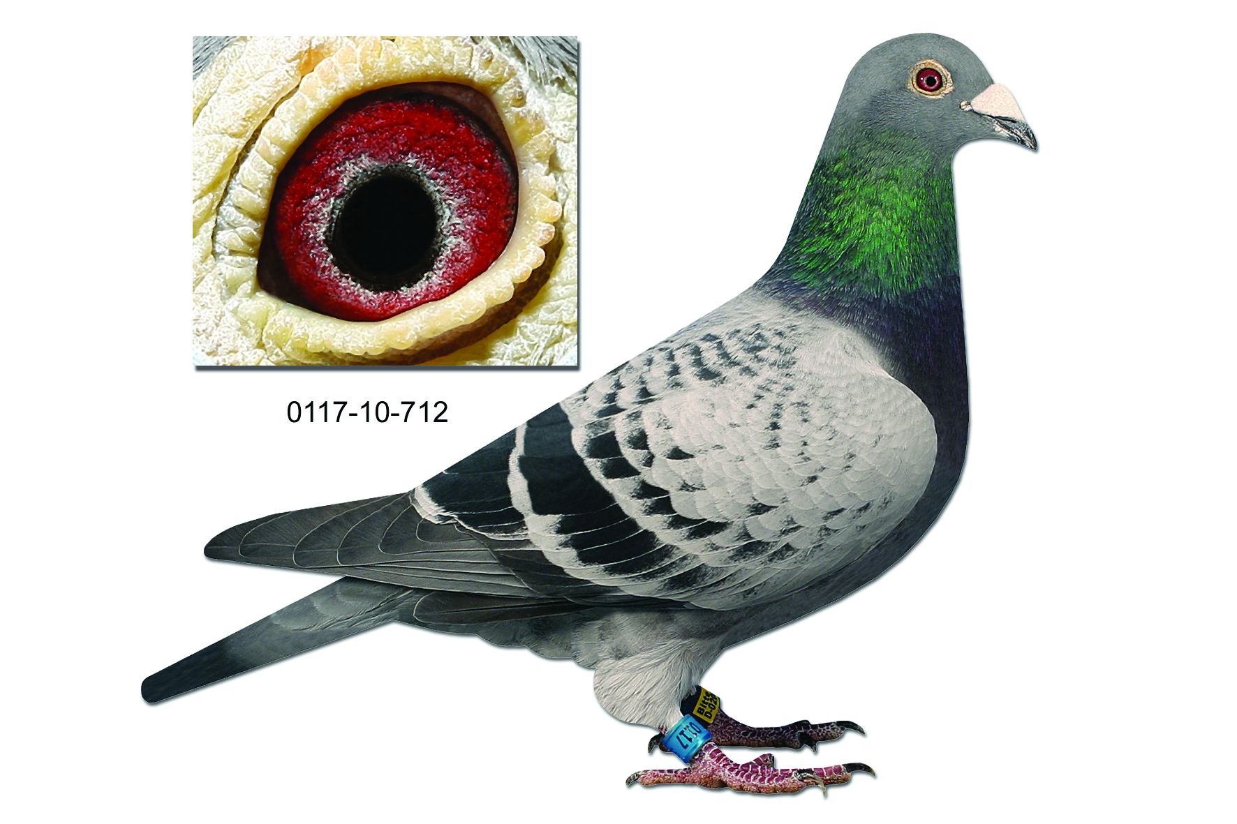 Fernandes 0117-10-712