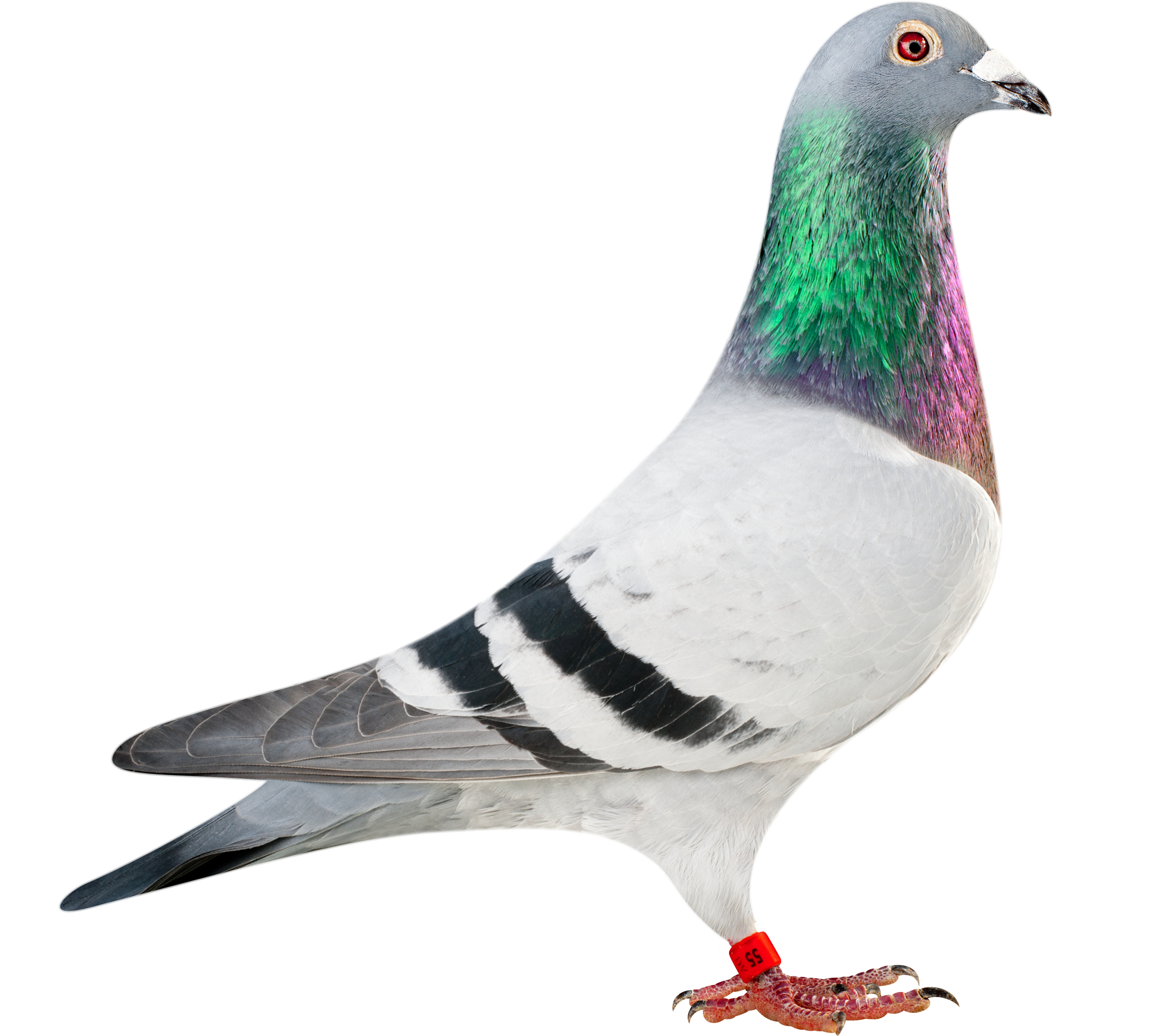 Fernandes_DV0117-12-55