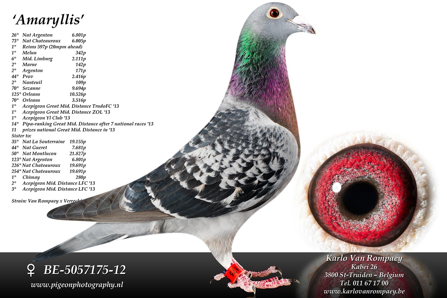 van rompaey Amaryllis