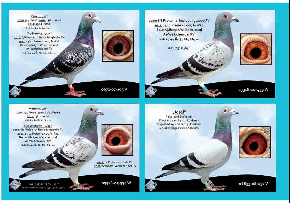 fröhlingsdorf 4 tauben