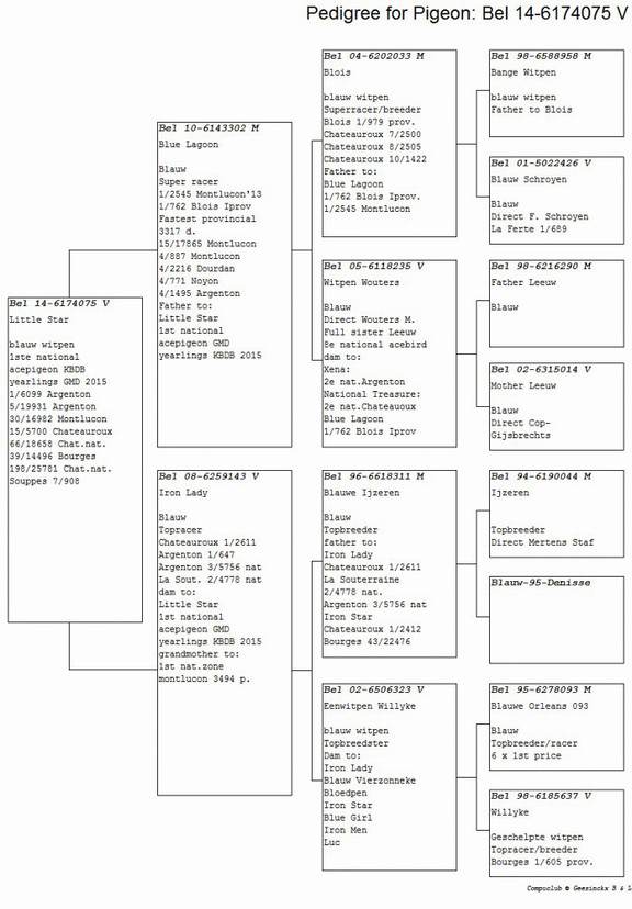 geerinckx little star pedigree