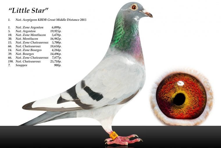 geerinckx little star