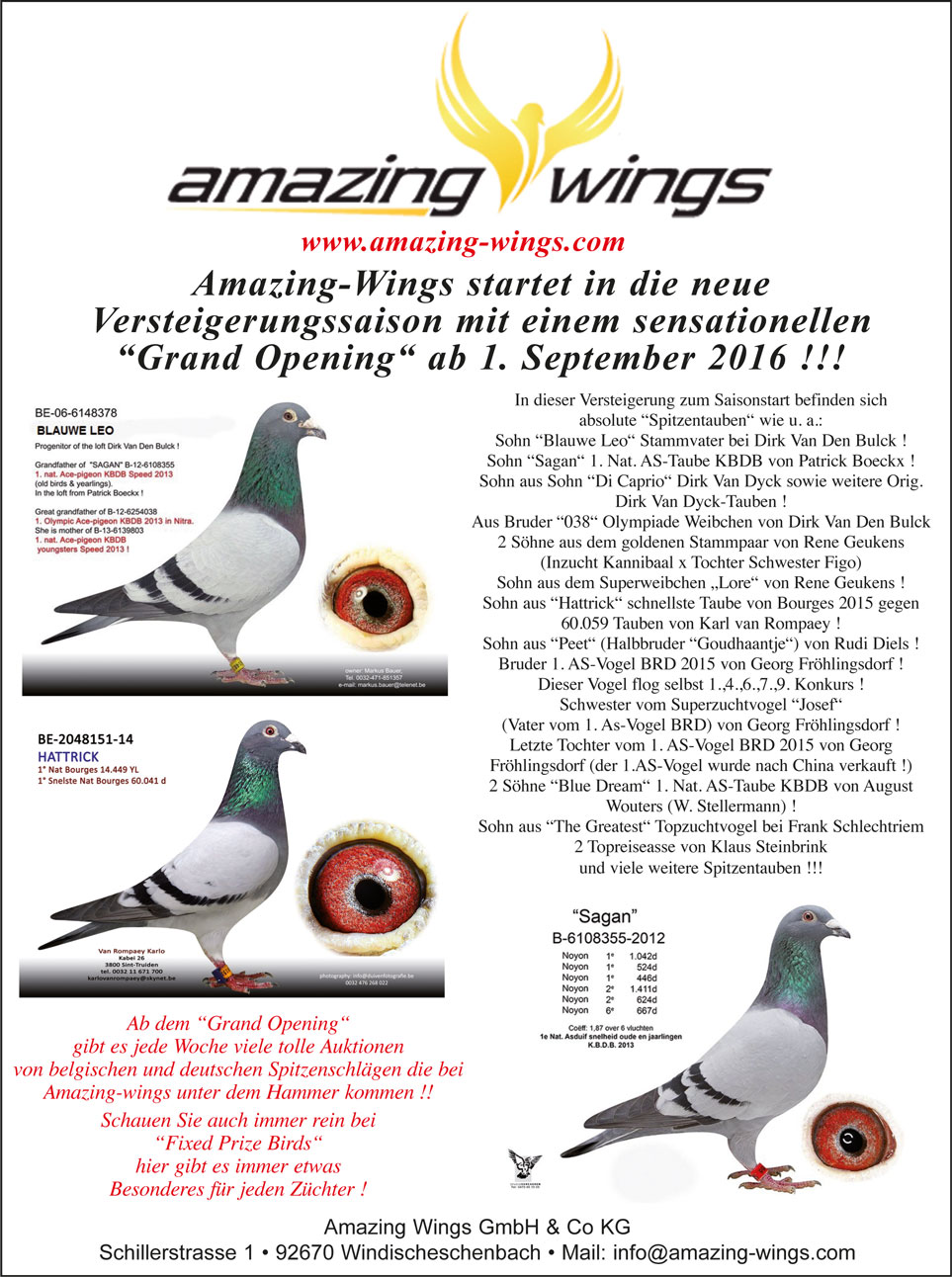Amazing wings aug 2016
