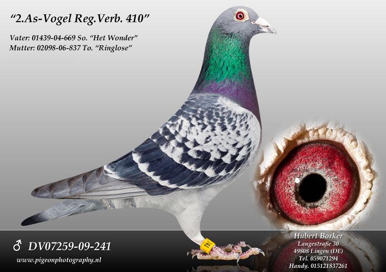 Borker 07259-09-241 2.as-Vogel