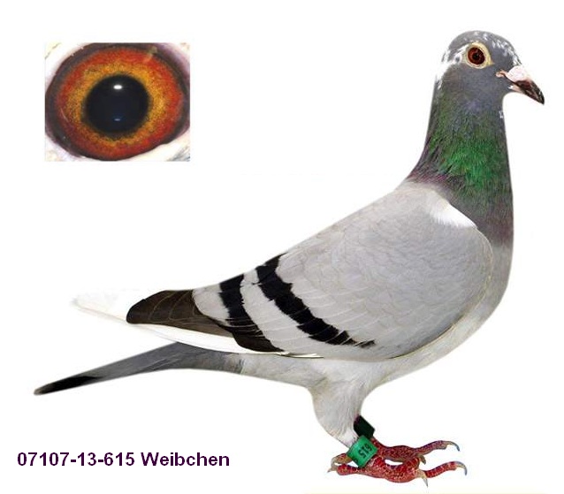 Protector de pezón - Pigeon – Lumilu Panamá