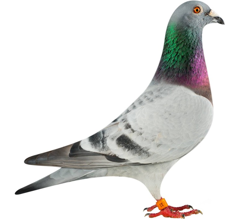 drapa DV1769-14-33_pigeon