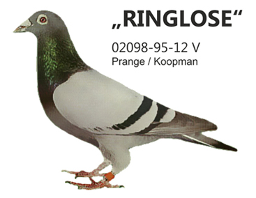 prange ringlose