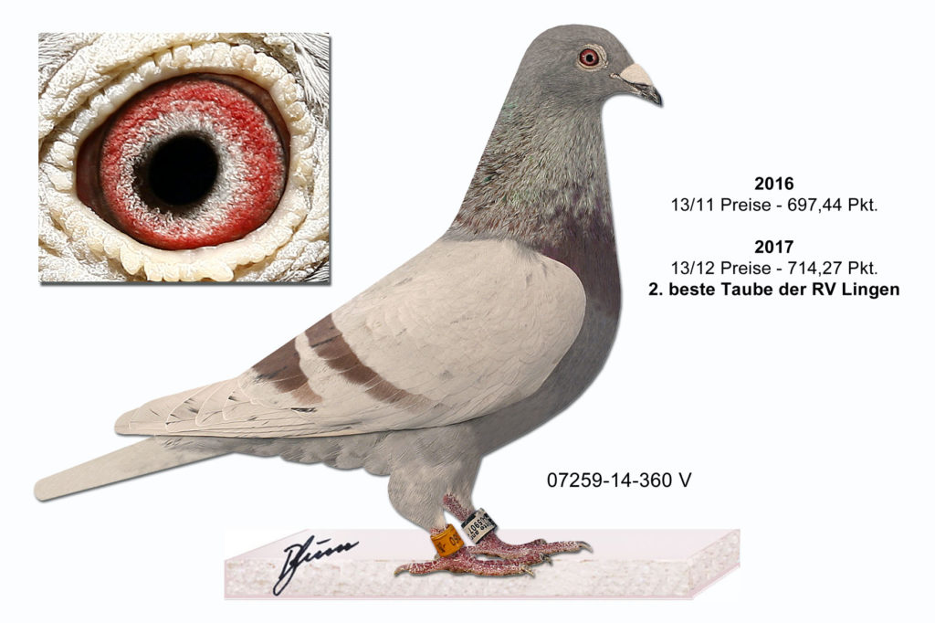 borker 07259-14-360 V mit Auge + Text