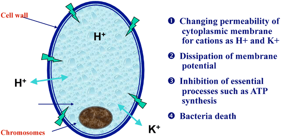 Efficacité du traitement avec Ropa Emulsion sur la diarrhée chez les porcelets infectés par la bactérie E. coli. Source : Bayer (Nisoli, 2000)