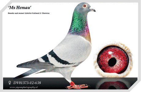 schröter miss hemau