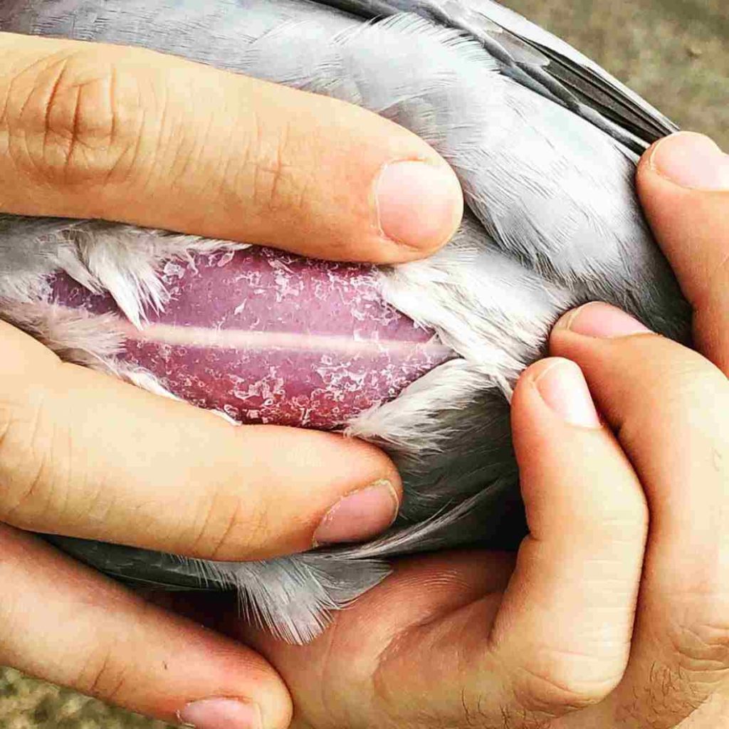 poitrine de pigeon Klütsch