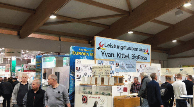 Impressionen Internationaler TaubenMarkt in Kassel 2019...