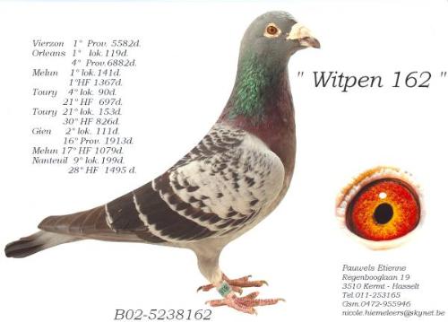 B02-5238162 Witpen 162