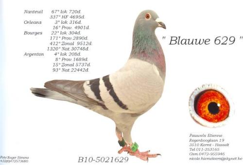 B10-5021629 Blauwe 629