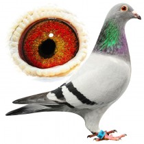 ADELE – BE11-3011390