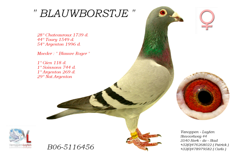 Blauwborstje B06-5116456