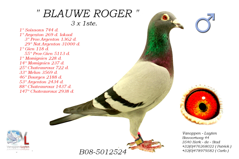Blauwe Roger B08-5012524