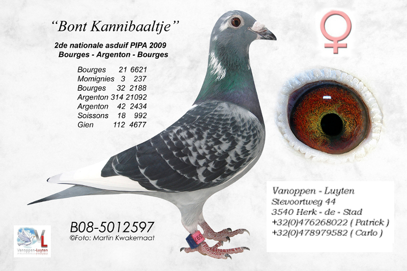 Bont Kannibaaltje B08-5012597