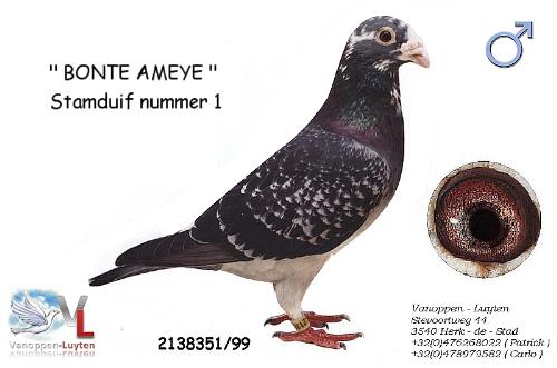 Bonte Ameye B99-2138351