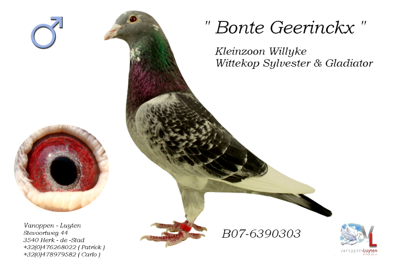 Bonte Geerinckx B07-6390303