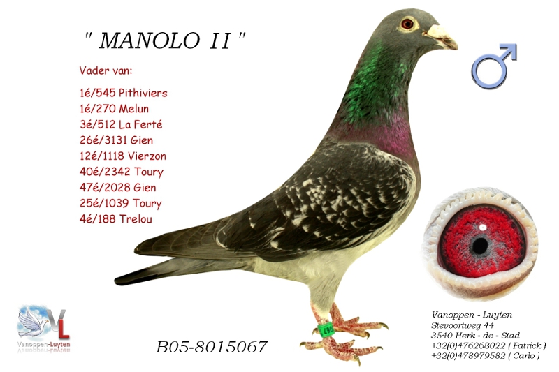 Brat Manolo B05-8015067