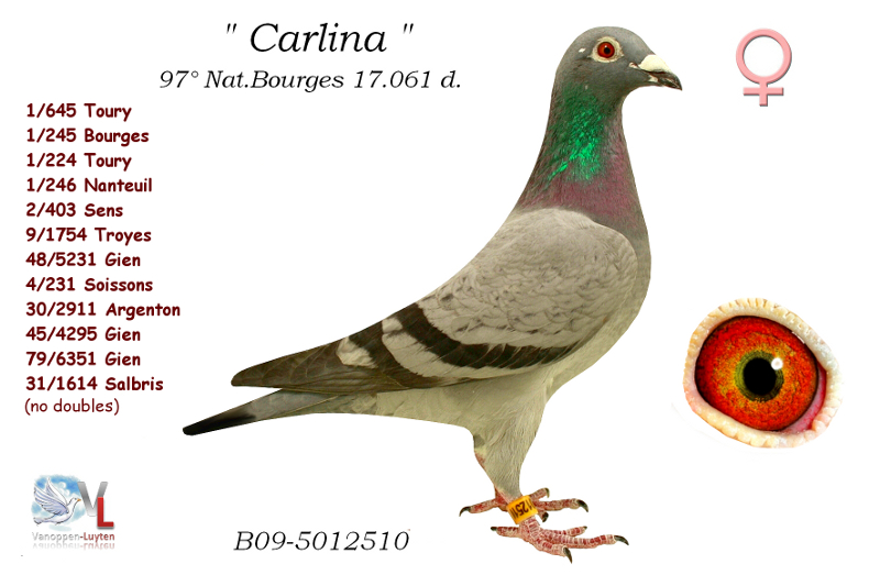Carlina B09-5012510