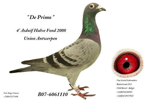 De Primo B07-6061110