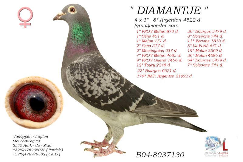 Diamantje B04-8037130