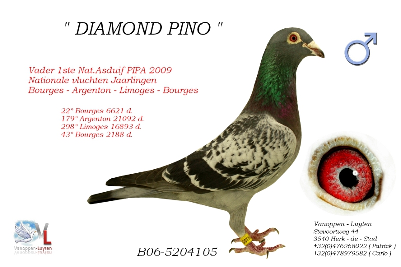 Diamant Pino B06-5204105