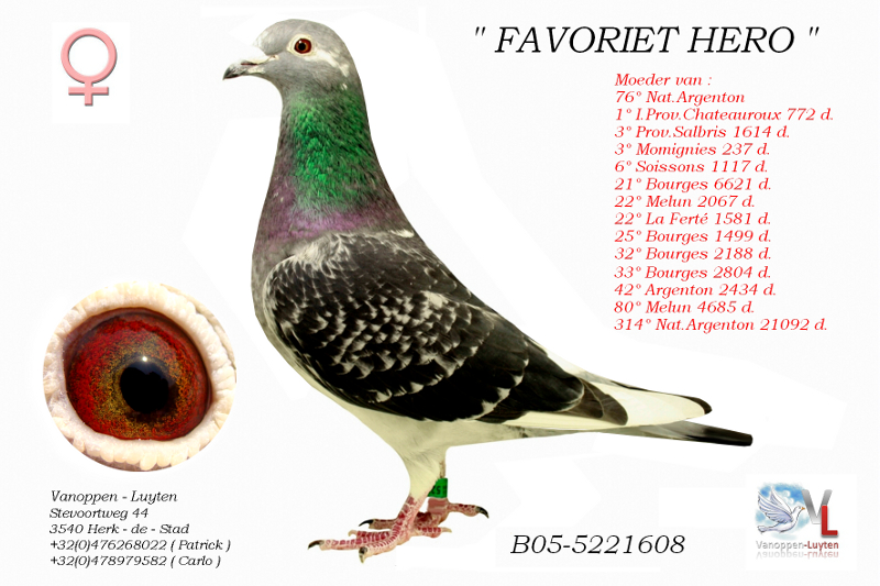 Favoriet Hero B05-5221608