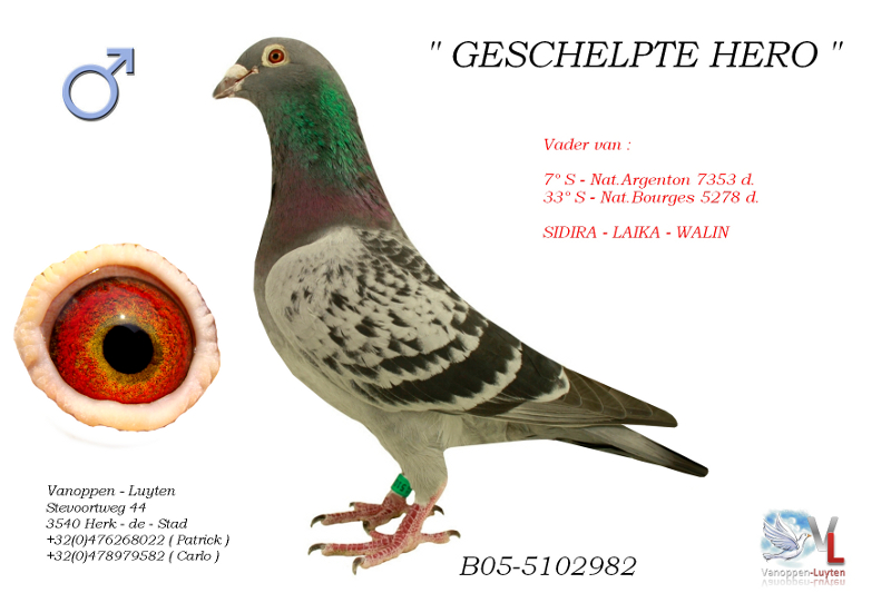 Geschelpte Hero B05-5102982