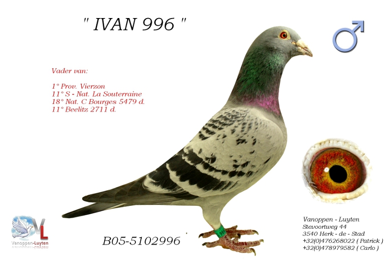 Ivan 996 B05-5102996