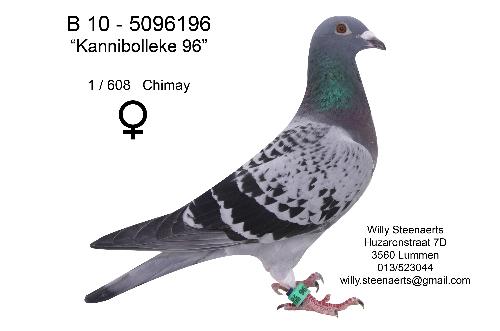 Kannibolleke 96 B10-5096196