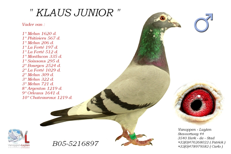 Klaus Junior B05-5216897