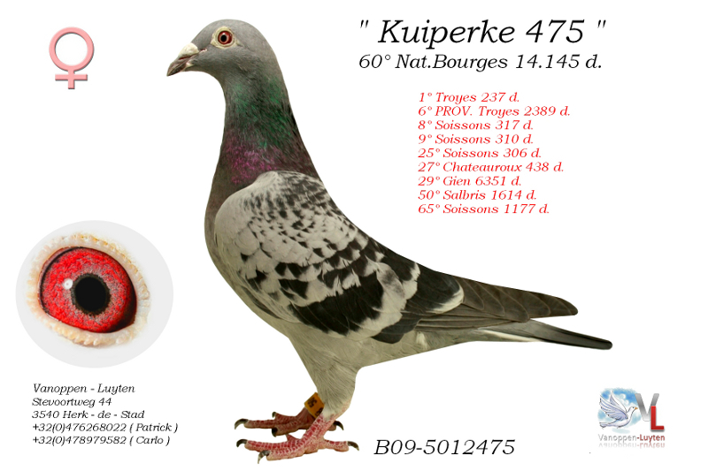 Kuiperke 475 B09-5012475