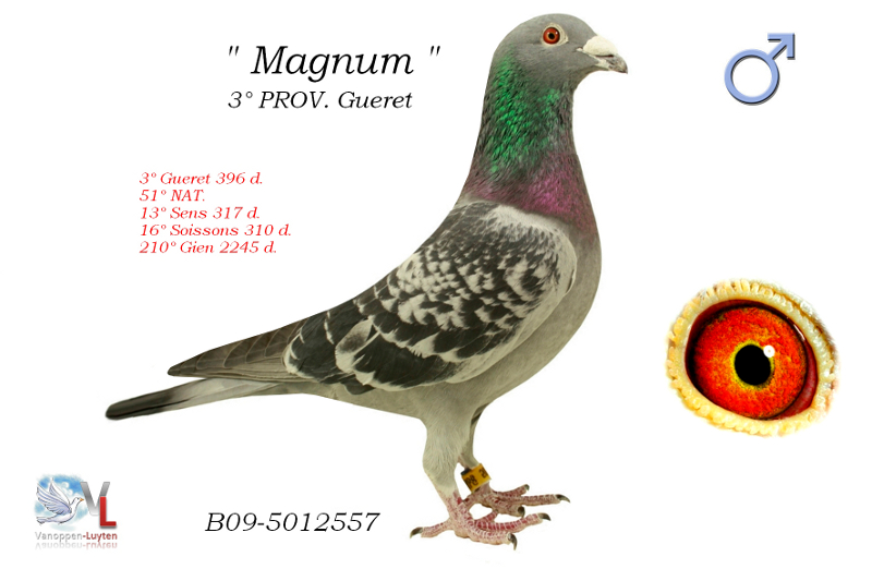 Magnum B09-5012557