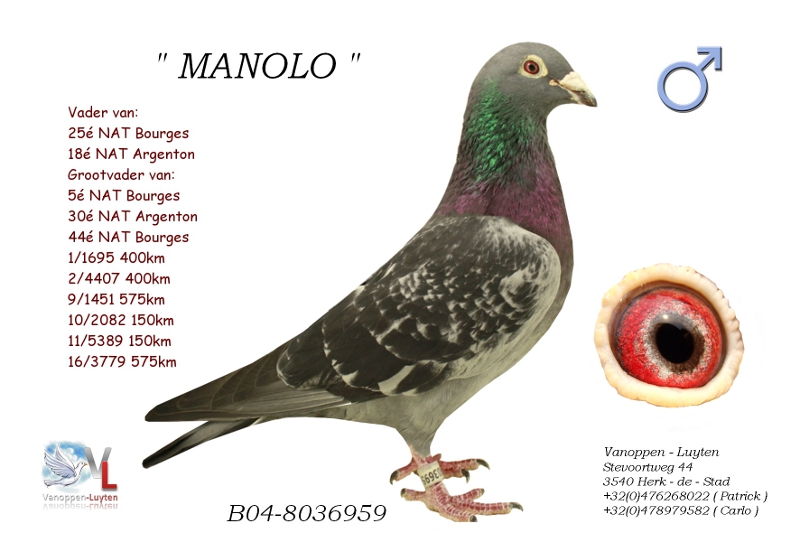 马诺洛 B04-8036959