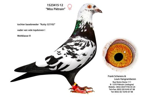1523415-12 "Miss Pietrain"