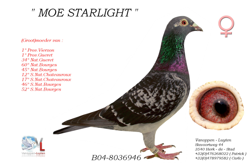 Moe Starlight B04-803646