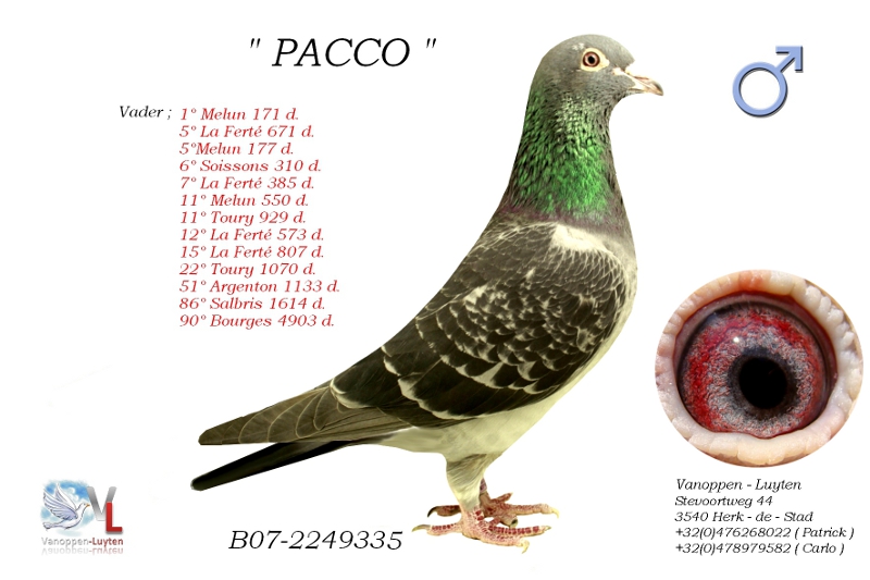 Pacco B07-2249335